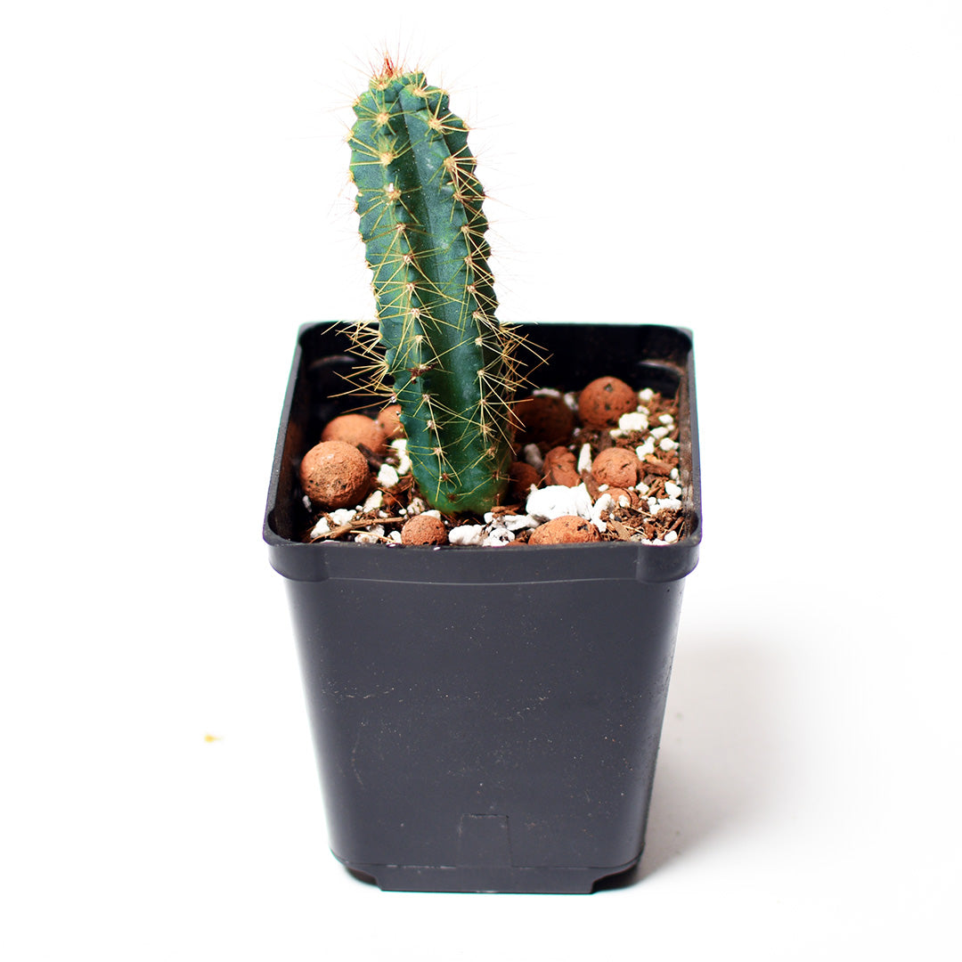 Blue Torch Cactus - Pilosocereus Pachycladus