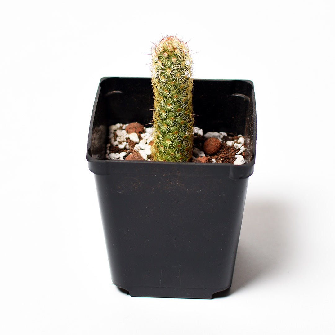 Lady Finger Cactus - Mammillaria Elongata