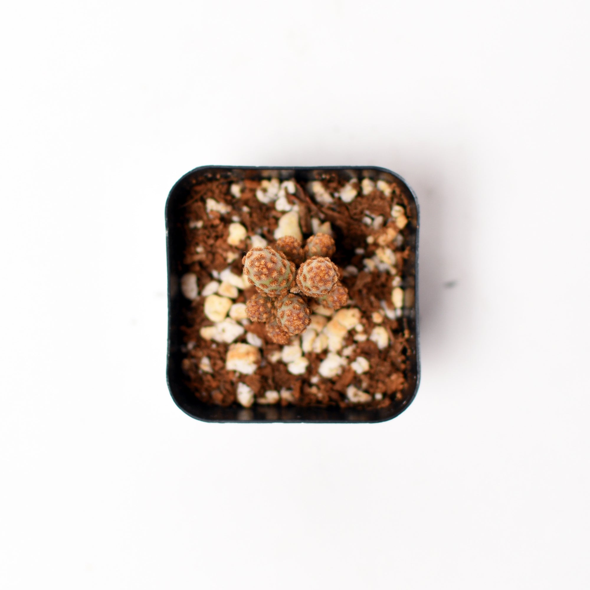 Mini Cinnamon Cactus - Opuntia Rufiada Minima