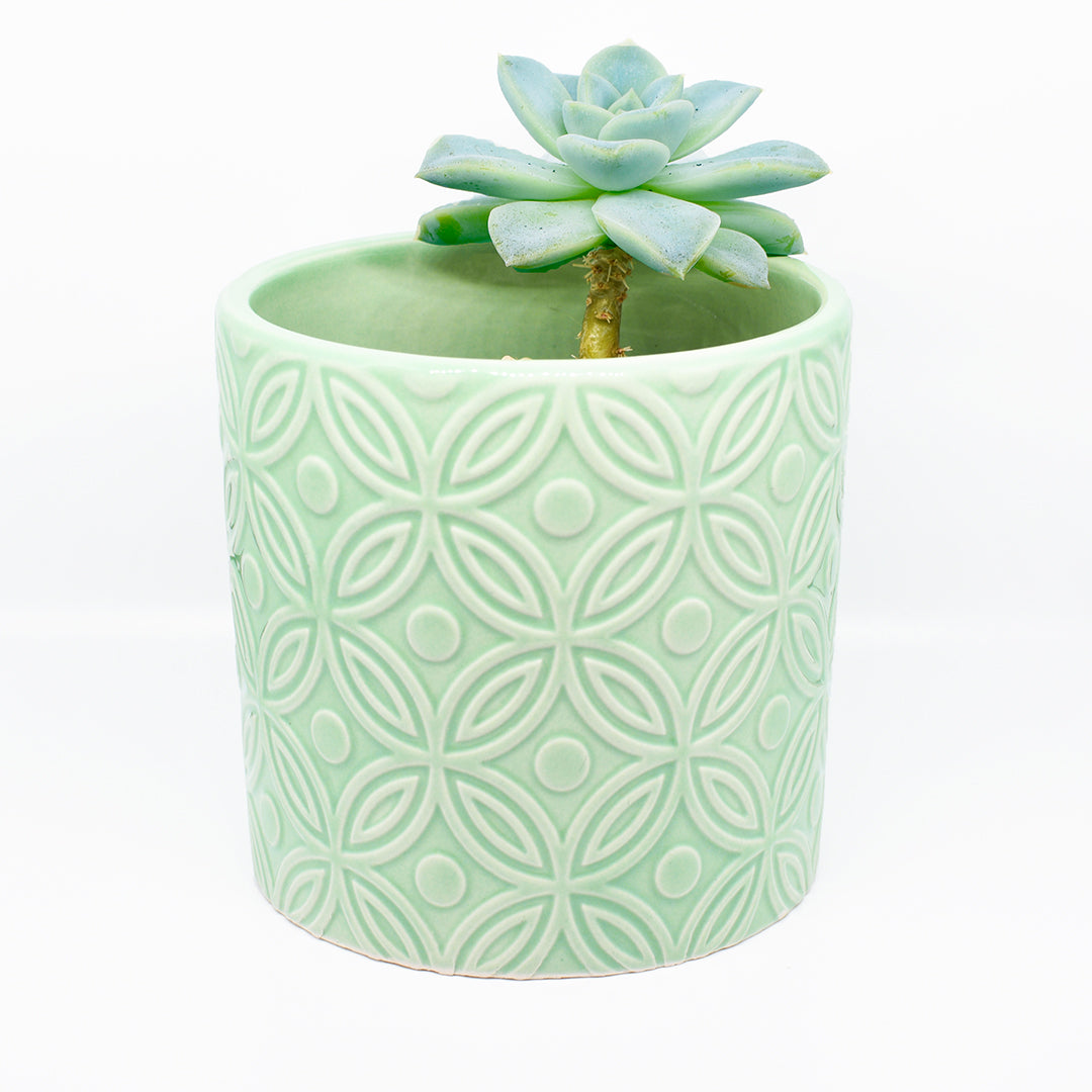 Sweet Garden Gifts Cathedral Sea Moss Planter
