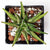 *Rare* Variegated Zebra Plant - Haworthia Attenuata Variegata
