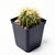 Golden Barrel Cactus - Echinocactus Grusonii