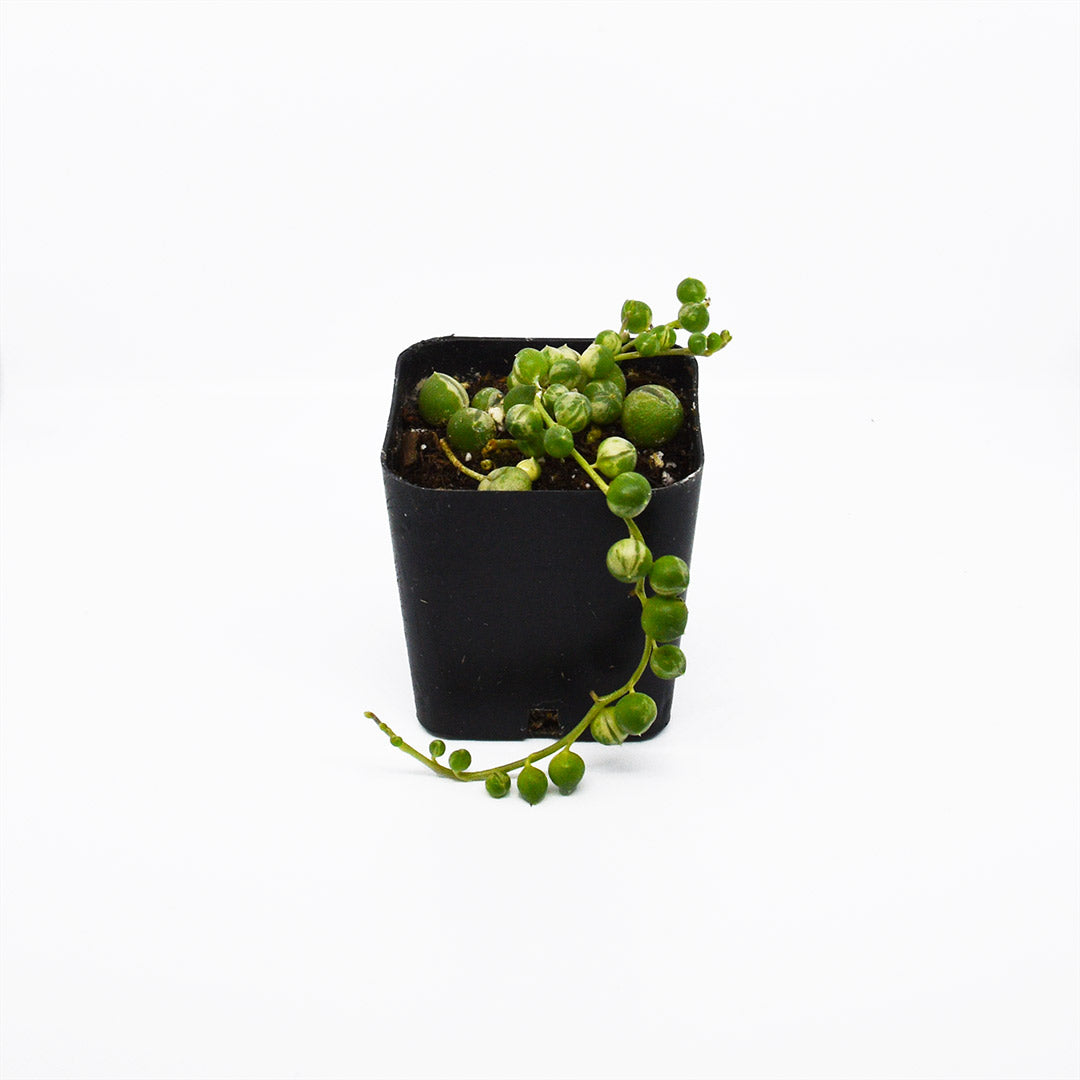 *Rare* Variegated String Of Pearls - Senecio Rowleyanus f. variegatus