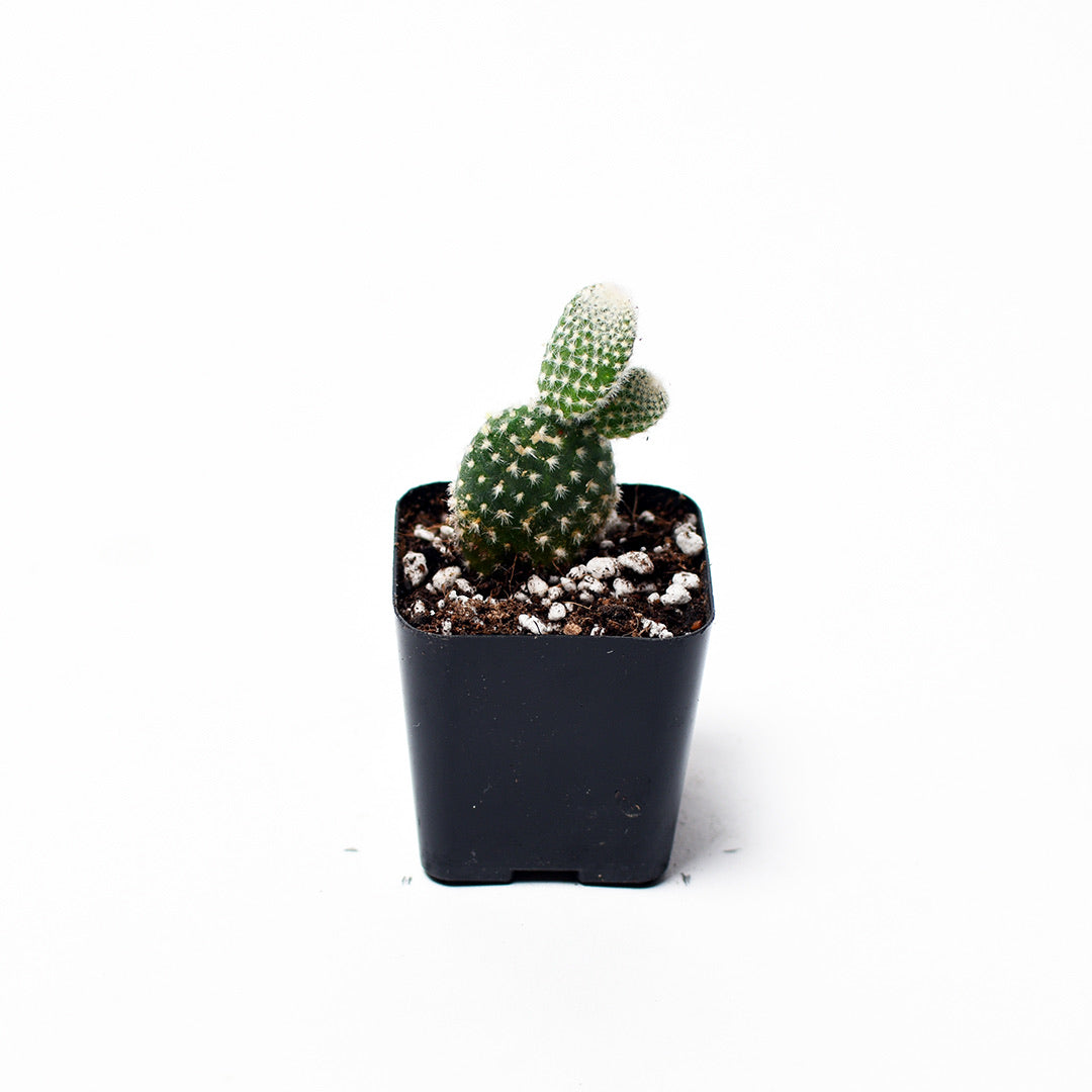 Cactus - Sweet Garden Gifts