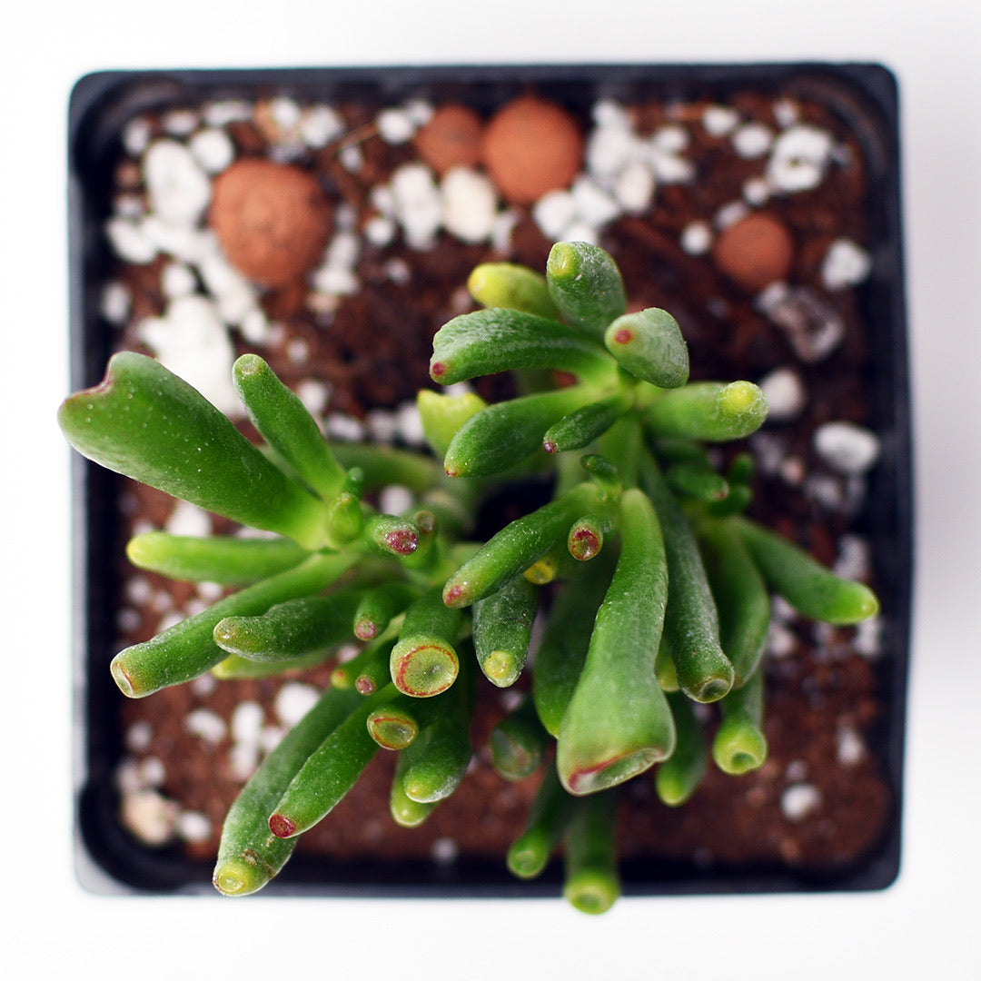 Gollum Jade - Crassula Ovata