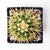 Golden Barrel Cactus - Echinocactus Grusonii