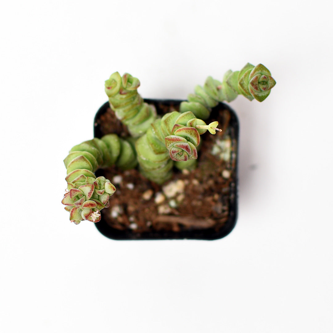 Baby’s Necklace - Crassula Rupestris Marnieriana