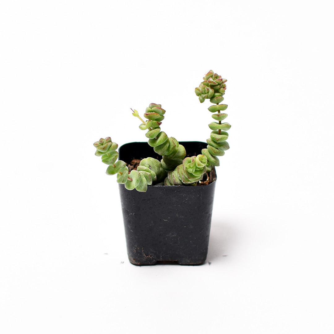 Baby’s Necklace - Crassula Rupestris Marnieriana